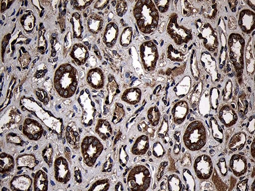 AIFM1 / AIF / PDCD8 Antibody (aa134-483, clone OTI4E6, Carrier-free)