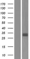 Human IGFBP3 Protein (Over-Expression Lysate Myc-DDK (Flag))