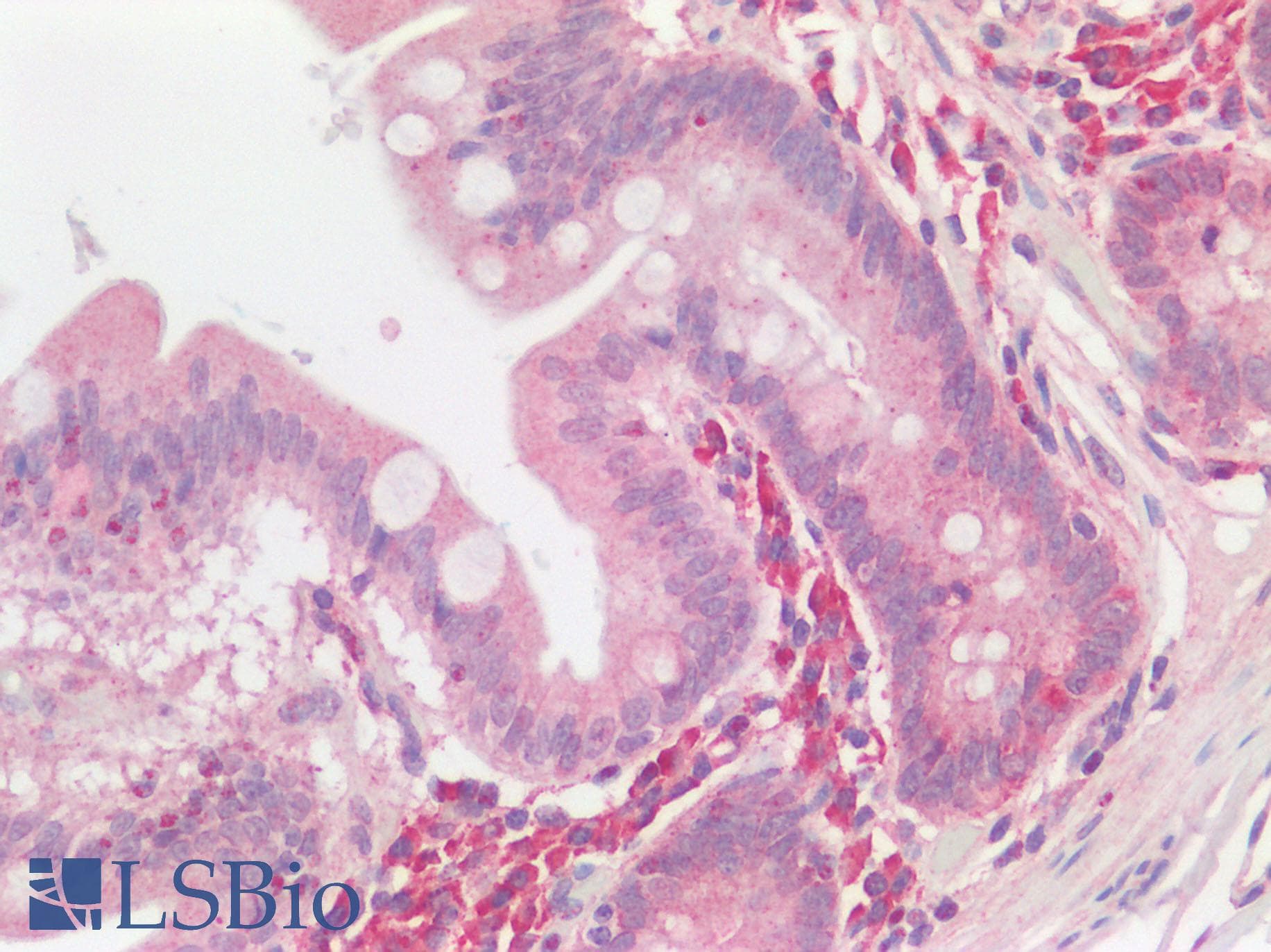 GPR49 / LGR5 Antibody (N-Terminus)