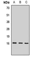EIF1AX Antibody