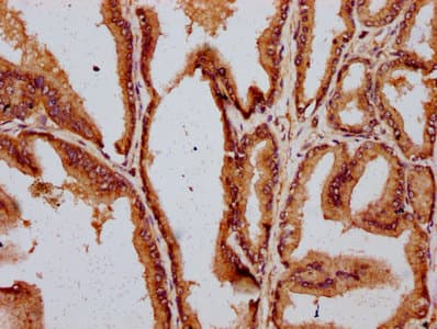 DAZAP2 Antibody