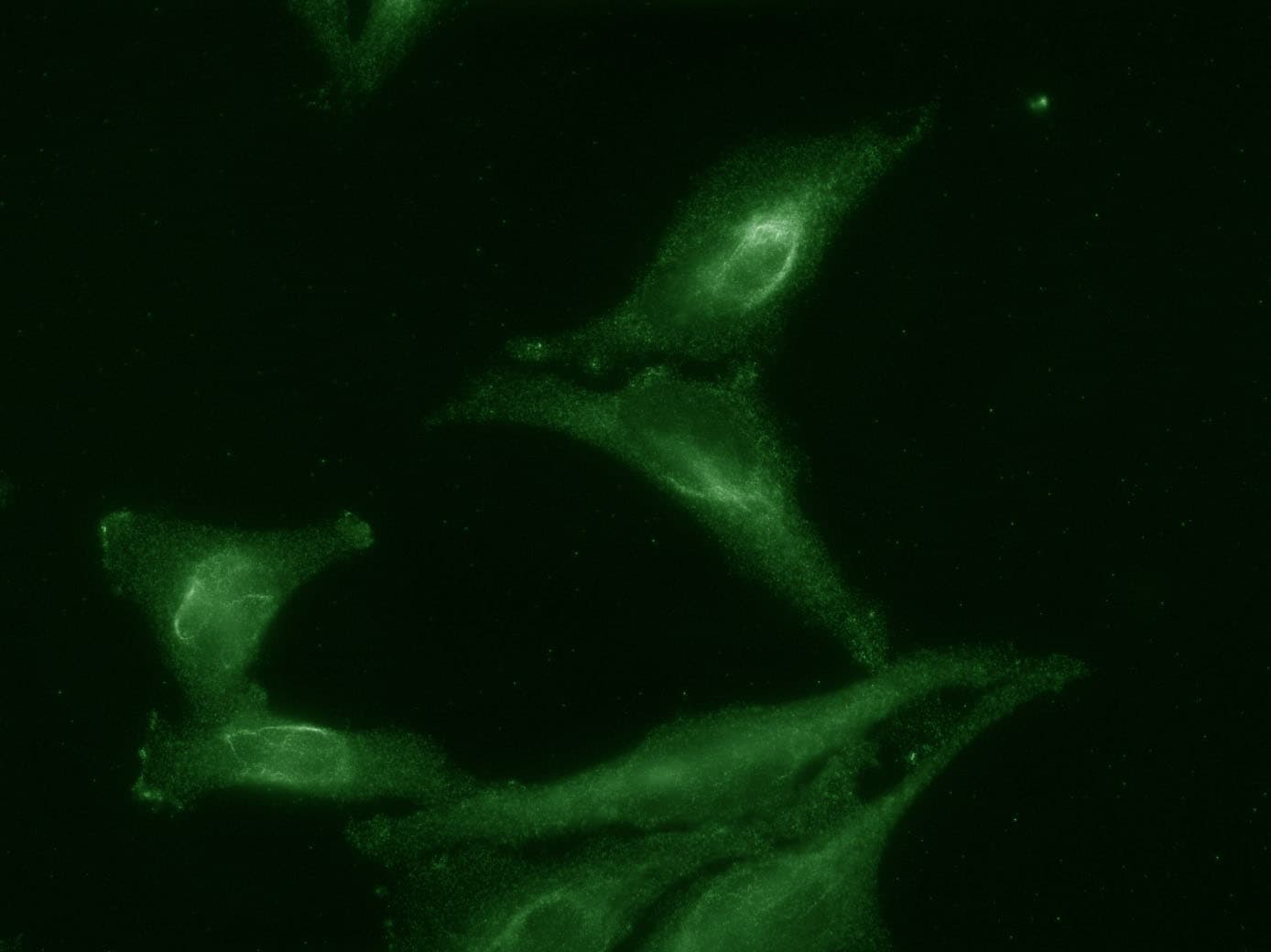 IHC-plus™ AHSA1 / AHA1 Antibody (clone 25F2.D9)