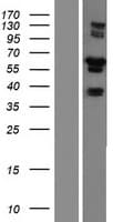RUFY3 / RIPX Protein (Over-Expression Lysate Myc-DDK (Flag))
