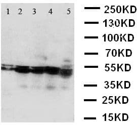 BCAT2 Antibody (aa377-392)