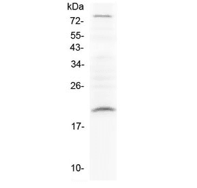RLN1 / Relaxin Antibody