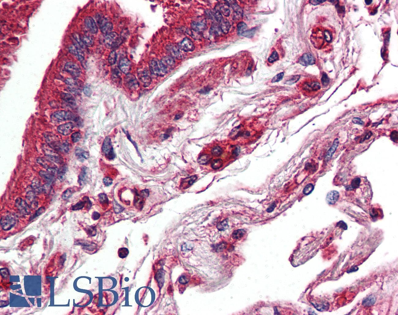 IHC-plus™ NR1D2 Antibody (N-Terminus)