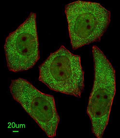 LRRC45 Antibody (aa615-643)