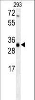 SC4MOL Antibody (aa264-293)