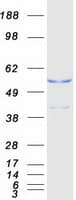 Human GAPDHS / GAPDS Protein (Recombinant Myc-DDK (Flag))