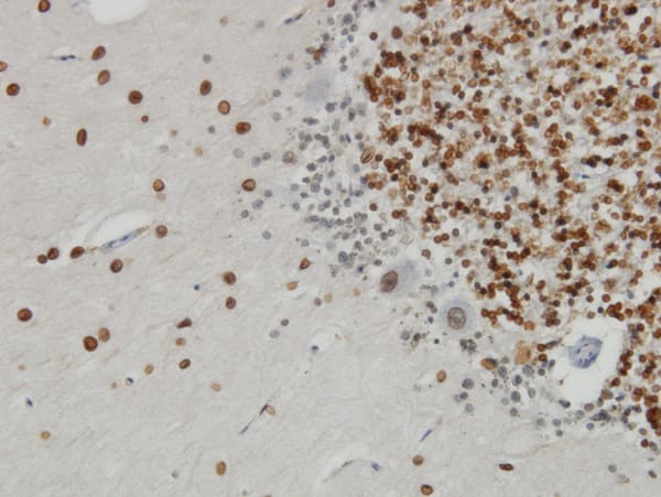 TPR Antibody (clone 1A8)