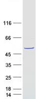 Human FAM81B Protein (Recombinant Myc-DDK (Flag))
