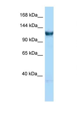 GTF3C3 Antibody (C-Terminus)