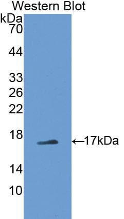 PTN / Pleiotrophin Antibody (aa33-168)