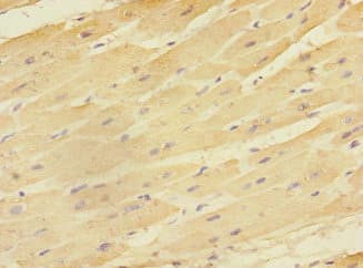 EAF2 / U19 Antibody