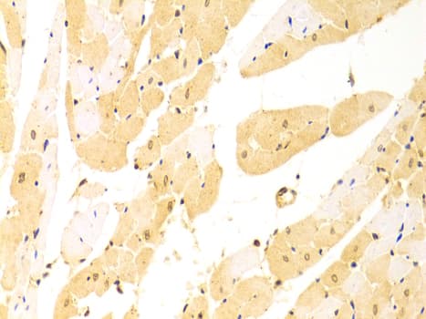 STI1 / STIP1 Antibody