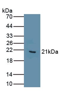 MB / Myoglobin Antibody (aa1-154, Biotin)