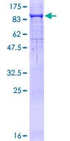 Human PCSK2 Protein (Recombinant GST)