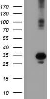 SOCS3 Antibody (clone OTI15F9)