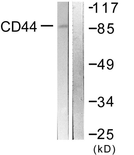 CD44 Antibody (aa681-730)