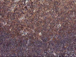 VBP1 Antibody (clone OTI1A5)