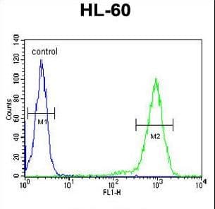 ST8SIA3 Antibody (aa312-340)