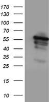CYP2A6 Antibody (clone OTI2A8)