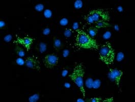NDUFA7 Antibody (clone OTI2E4)