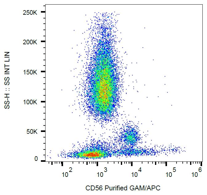 Monoclonal Mouse anti-Human NCAM / CD56 Antibody (clone MEM-188, IHC)