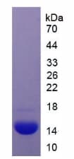 Mouse MSTN / GDF8 / Myostatin Protein (Recombinant His)
