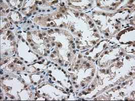 USP5 Antibody (clone OTI1A8)