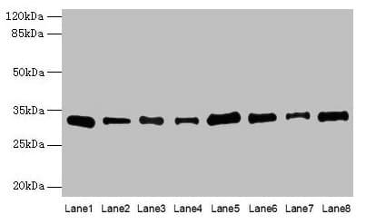PLP1 / Myelin PLP Antibody (aa143-197)
