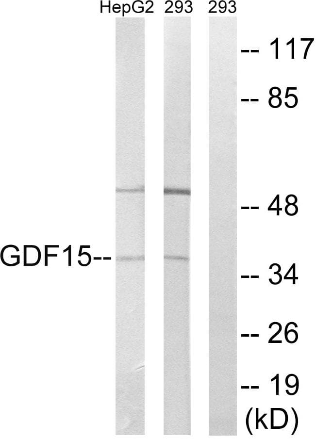 GDF15 Antibody
