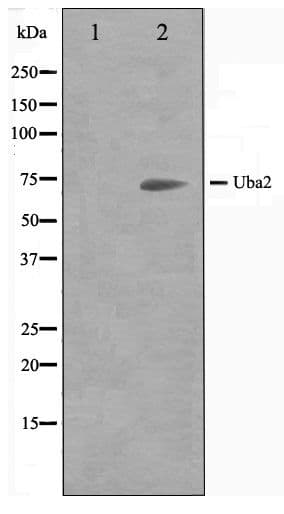 SAE2 / UBA2 Antibody