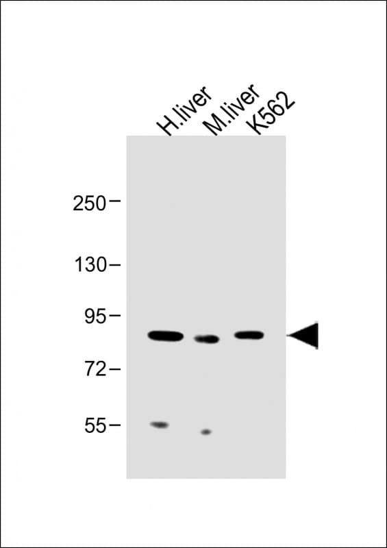 MUT / MCM Antibody (Internal)