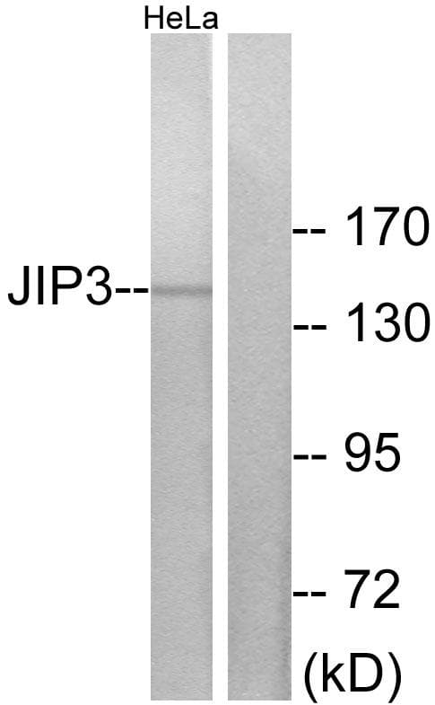 MAPK8IP3 / JIP3 Antibody