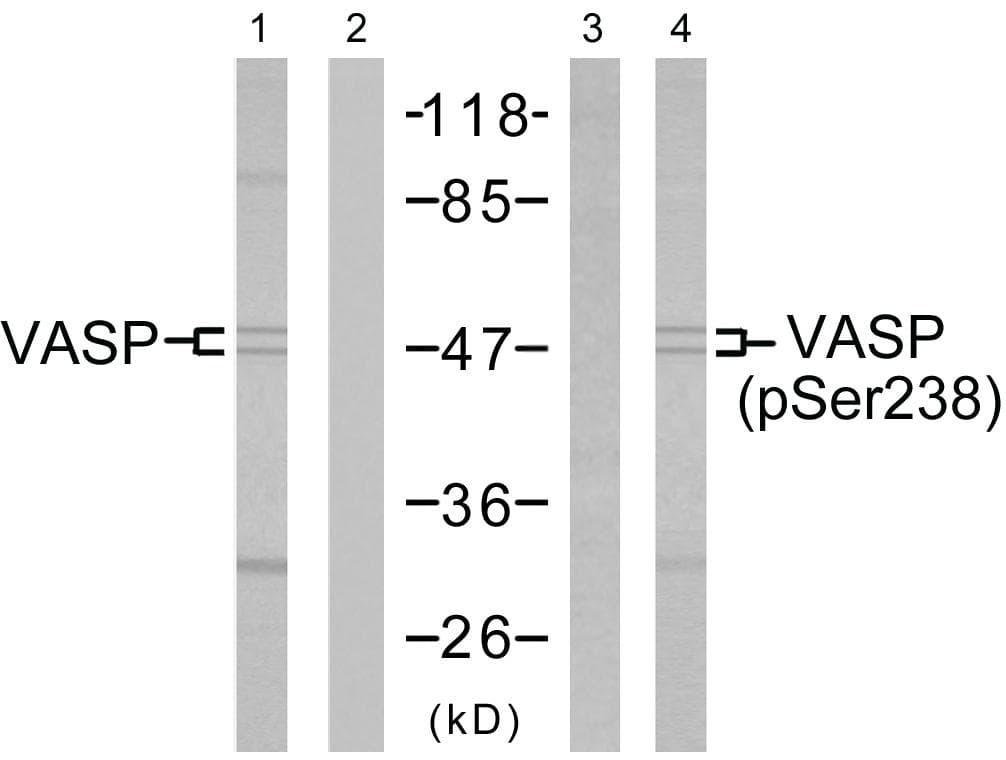Polyclonal Rabbit anti-Human VASP Antibody (phospho-Ser238, IHC, WB)