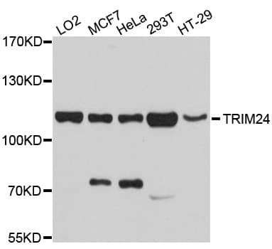 TRIM24 / TIF1 Antibody