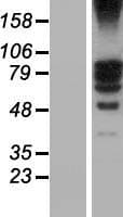 TSGA10 Protein (Over-Expression Lysate Myc-DDK (Flag))