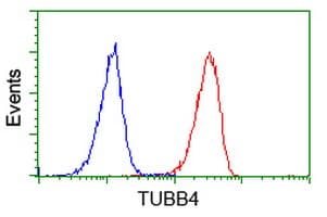 TUBB4 / Tubulin Beta 4 Antibody (clone OTI3F1, Carrier-free)