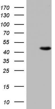 UFD1L Antibody (clone OTI3E9, Carrier-free)