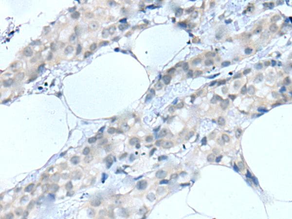 MOG Antibody