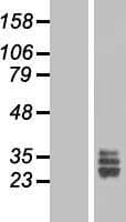 FGF18 Protein (Over-Expression Lysate Myc-DDK (Flag))
