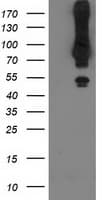 MGRN1 Antibody (clone OTI3C3)