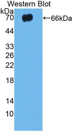 TLR5 Antibody (aa325-644, Cy3)
