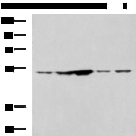 SNTA1 / Syntrophin Alpha 1 Antibody