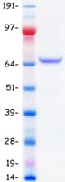 Human TGFBI Protein (Recombinant Myc-DDK (Flag))