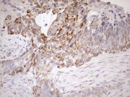 SDHB Antibody (clone OTI3F5, Carrier-free)