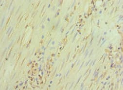 GATA3 Antibody (aa1-260)