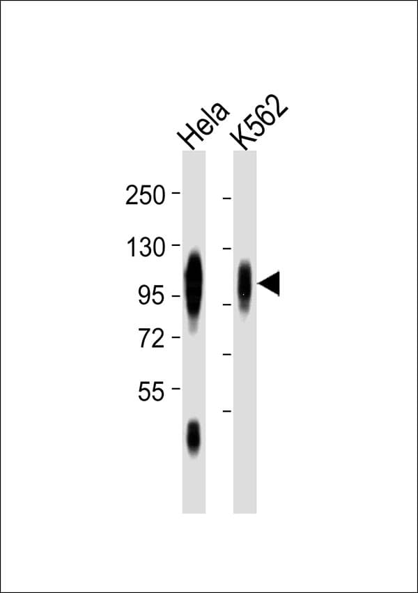 LAMP1 / CD107a Antibody