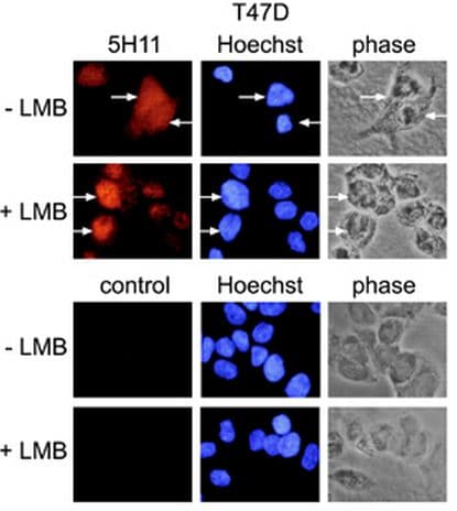 PARP10 Antibody (aa1-907, clone 5H11)